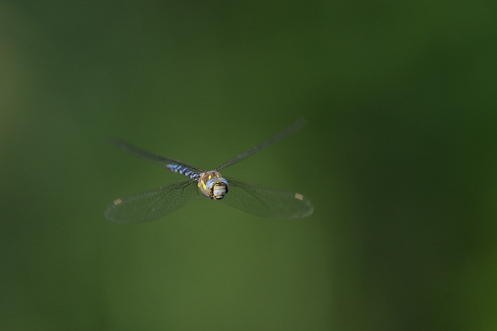 Aeshna mixta in volo